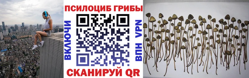 Купить где  Куса  Галлюциногенные грибы Cubensis 